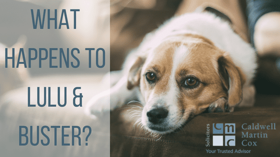 What happens to LuLu & Buster?